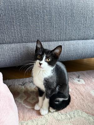 Cuddles, young, available for adoption