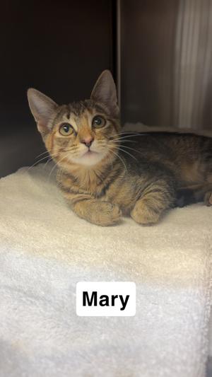 Mary, kitten, available for adoption