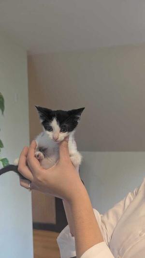 A person holding a black and white kitten in their hands.