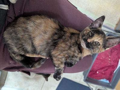 Stella Irene, kitten, available for adoption