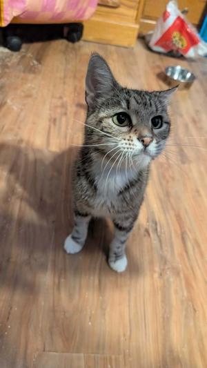 A tabby cat with white paws and chest stands on a wooden floor, looking up with wide eyes.