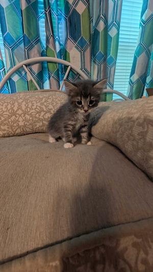 A gray tabby kitten sitting on a beige couch with a patterned pillow and a blue and green curtain in the background.