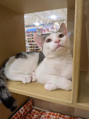 Tammy, young, available for adoption