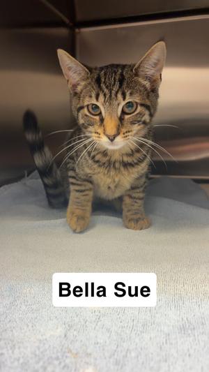 Bella Sue, kitten, available for adoption