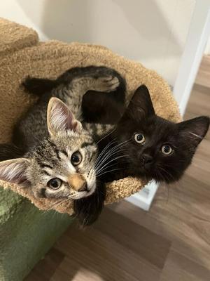 Misc. Kitten Application, kitten, available for adoption