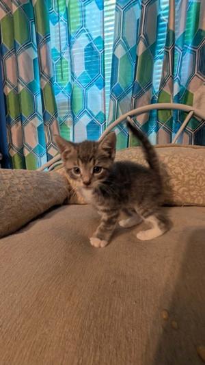 A small gray tabby kitten standing on a beige couch with a patterned curtain in the background.