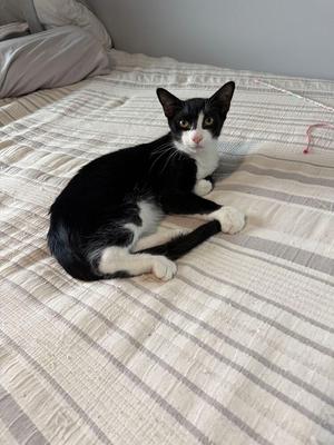 Pistachio Cannoli, kitten, available for adoption