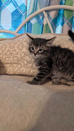 Lima Bean, kitten, available for adoption