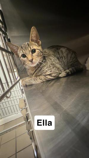 A tabby cat named Ella lying on a metal surface, looking at the camera.