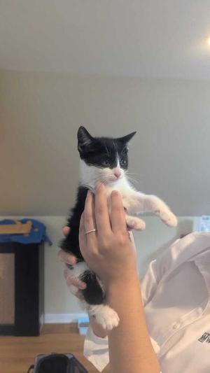 A black and white kitten being held in someone's hands.