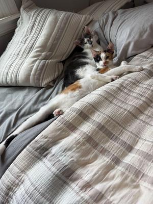 Two cats lying on a bed with pillows and blankets