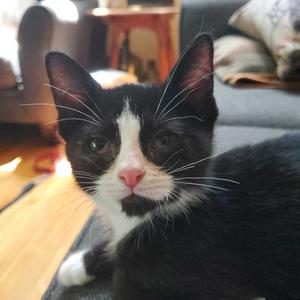 Jake Muller, kitten, available for adoption