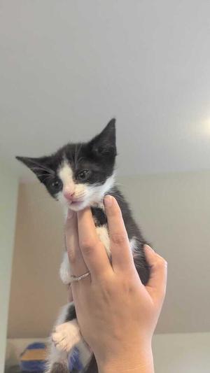 A black and white kitten being held by a person's hand.