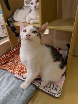 Tyler, young, available for adoption