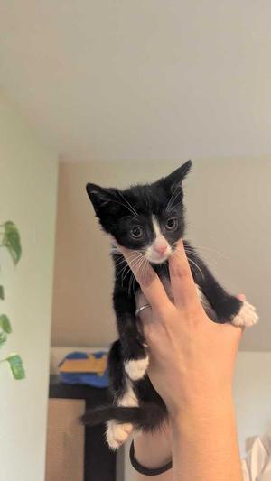 A black and white kitten being held by a person's hand.