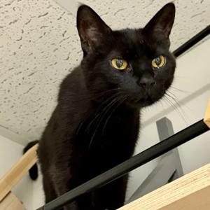 Twila, senior, available for adoption