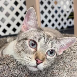 A close-up of a gray tabby cat with striking blue eyes, lying on a textured surface with a white lattice background.