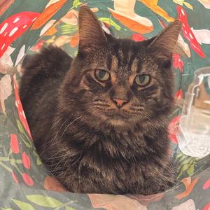 Serena, adult, available for adoption