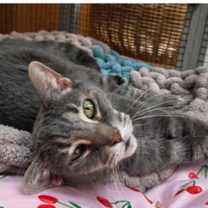 Little Bit, senior, available for adoption