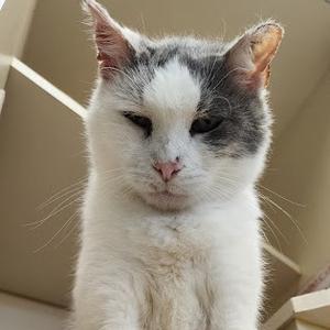 A close-up, low-angle shot of a white and grey cat with its eyes squinted.