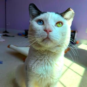 Moe, adult, available for adoption