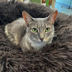 Whiskers (& Main), adult, available for adoption