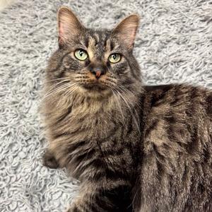 Venus, adult, available for adoption