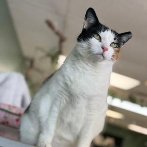 A calico cat with green eyes looks up and to the right.