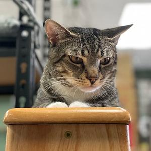 Dale (& Brennan), adult, available for adoption
