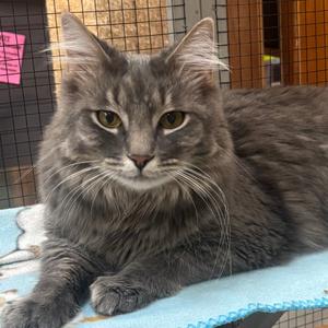 Jax, adult, available for adoption
