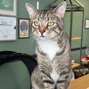 Brennan (& Dale), adult, available for adoption
