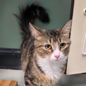 Talula, adult, available for adoption