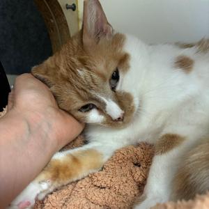 Fredrick, adult, available for adoption