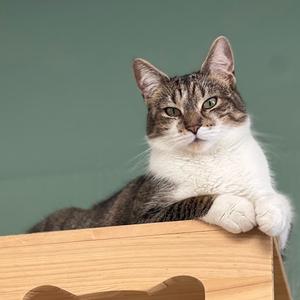 A tabby and white cat is lying on a wooden surface against a green background.