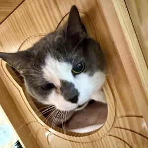 Gretel, senior, available for adoption