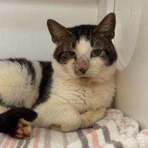 Blair, adult, available for adoption