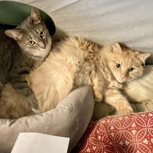 Main (& Whiskers), adult, available for adoption