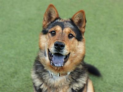 ACHILLES, Chow Chow, adult, available for adoption