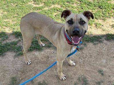 NIKE, Rhodesian Ridgeback, adult, available for adoption