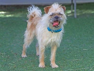BROCCOLI, Border Terrier / Pug, adult, available for adoption