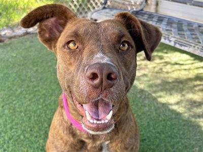 MISSY, Plott Hound, adult, available for adoption