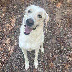 A white dog sitting on the ground, looking up with its mouth open and tongue out.