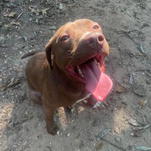 A brown dog with its mouth open and tongue out, standing on a dirt ground.