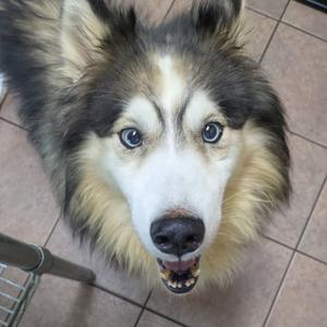 A close-up of a husky dog with blue eyes and a black and white face, looking up at the camera.