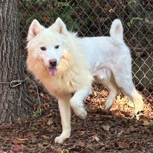 Farlow, Husky, Siberian, adult, available for adoption