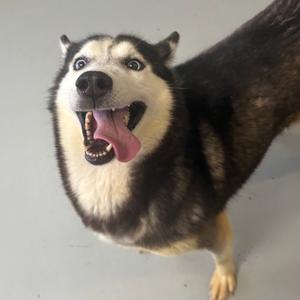 Bailey, Husky, Siberian, adult, available for adoption