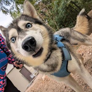 Kulow, Husky, Siberian, adult, available for adoption