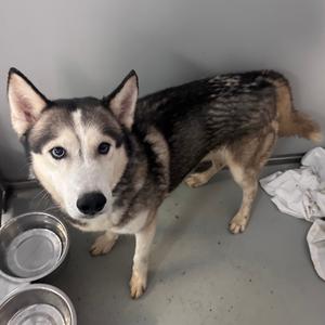 A husky dog standing in a room with a metal bowl and a white cloth on the floor.