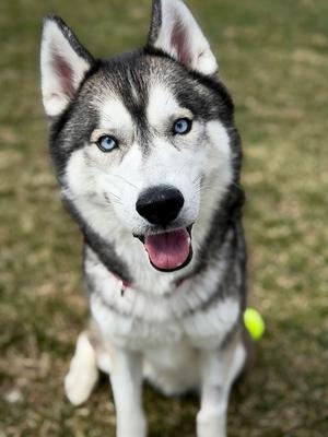 Simon, Siberian Husky Mix, adult, available for adoption