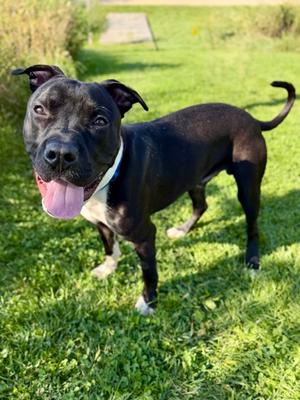 Lou, American Pit Bull Terrier Mix, young, available for adoption